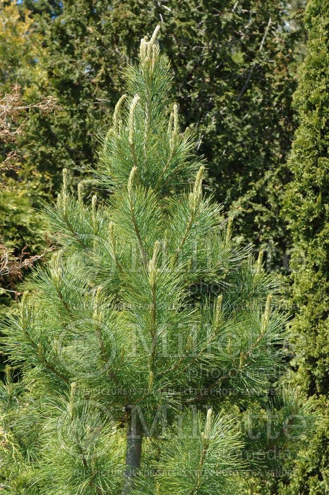 Pinus cembra (Swiss Pine conifer) 8