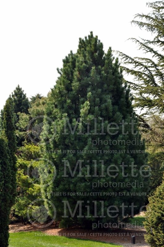 Pinus Silver Sheen (Pine conifer) 1