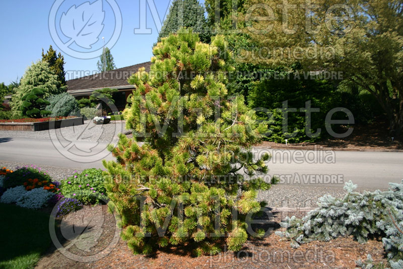 Pinus Chief Joseph (Lodgepole Pine conifer) 1 