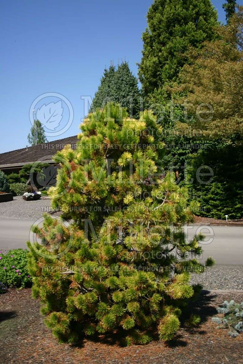 Pinus Chief Joseph (Lodgepole Pine conifer) 2 