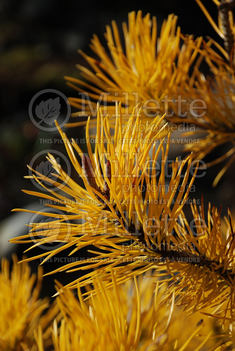 Pinus Chief Joseph (Lodgepole Pine conifer) 5 