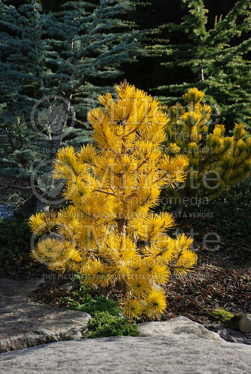 Pinus Chief Joseph (Lodgepole Pine conifer) 4 