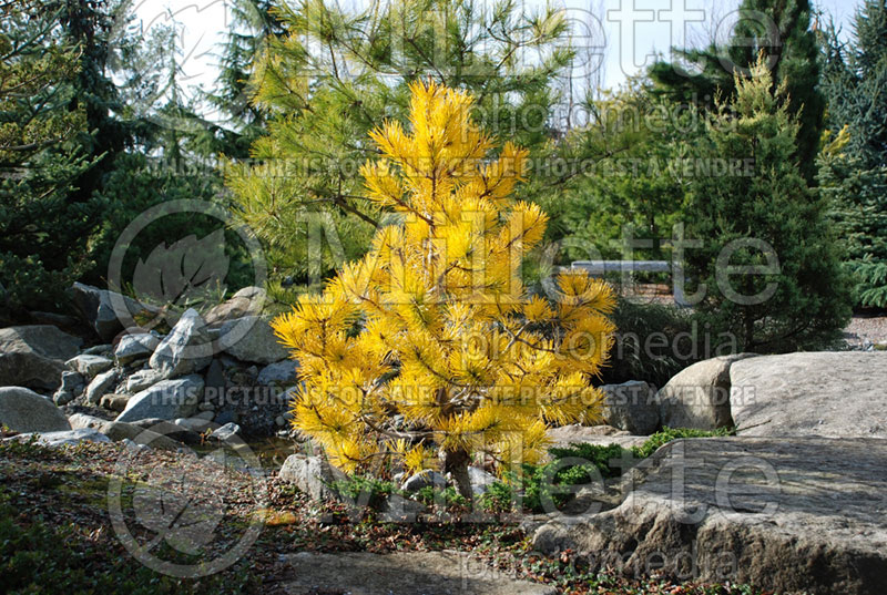 Pinus Chief Joseph (Lodgepole Pine conifer) 3 