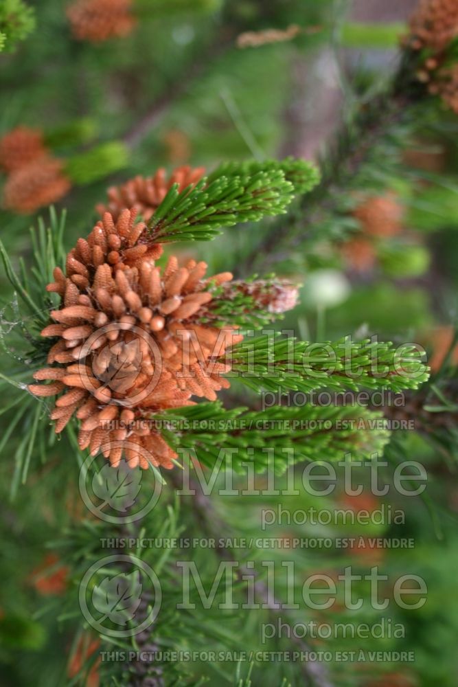 Pinus Spaan's Dwarf (White Pine conifer) 1 