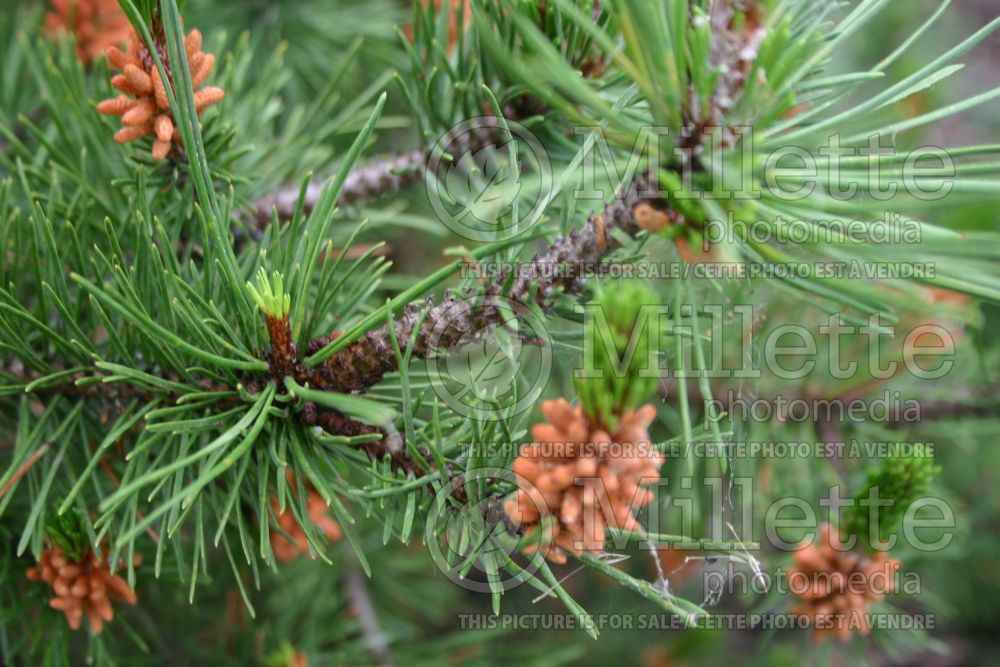 Pinus Spaan's Dwarf (White Pine conifer) 2 
