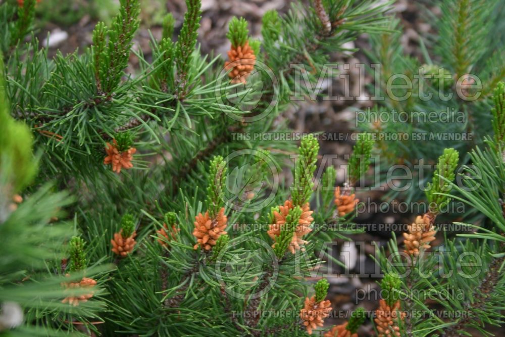 Pinus Spaan's Dwarf (White Pine conifer) 3 
