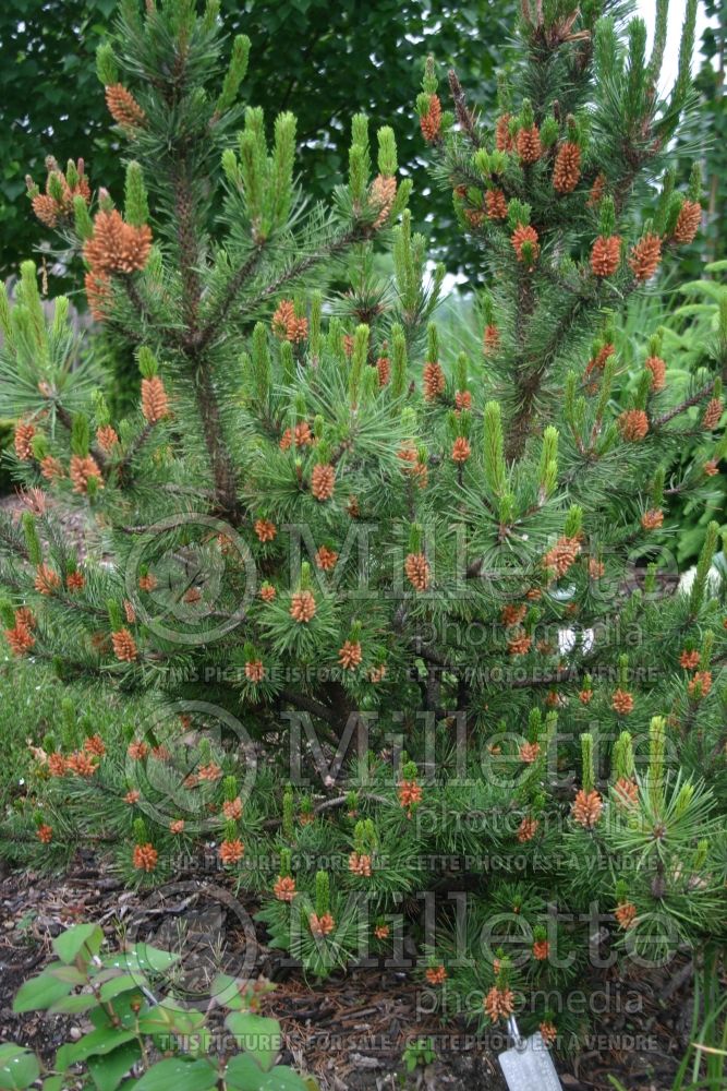 Pinus Spaan's Dwarf (White Pine conifer) 4 