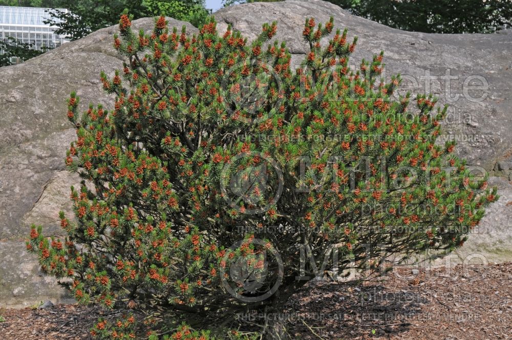 Pinus Spaan's Dwarf (White Pine conifer) 6 