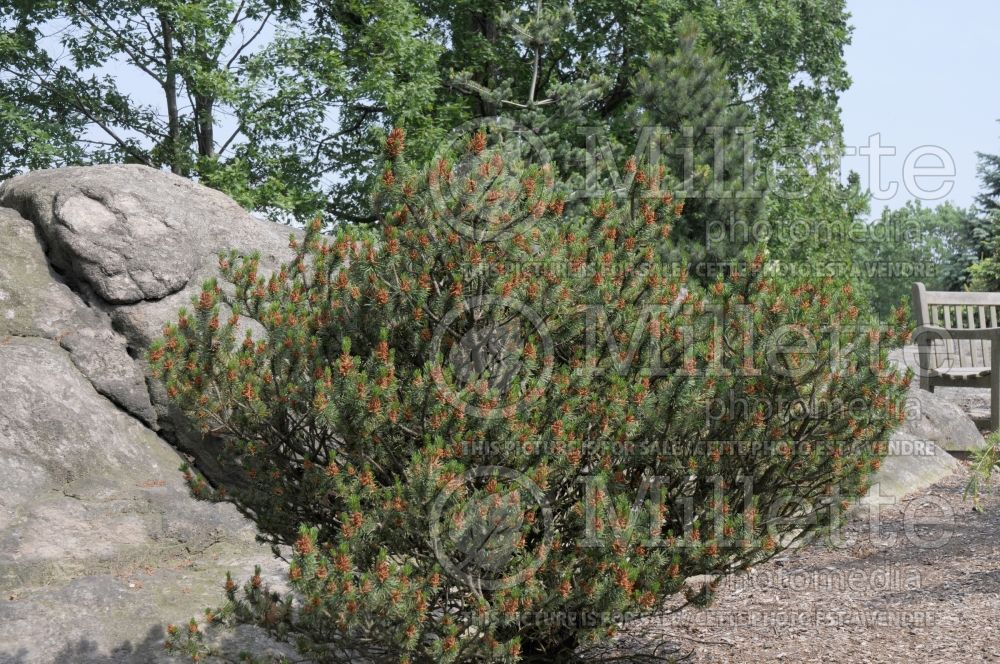 Pinus Spaan's Dwarf (White Pine conifer) 7 