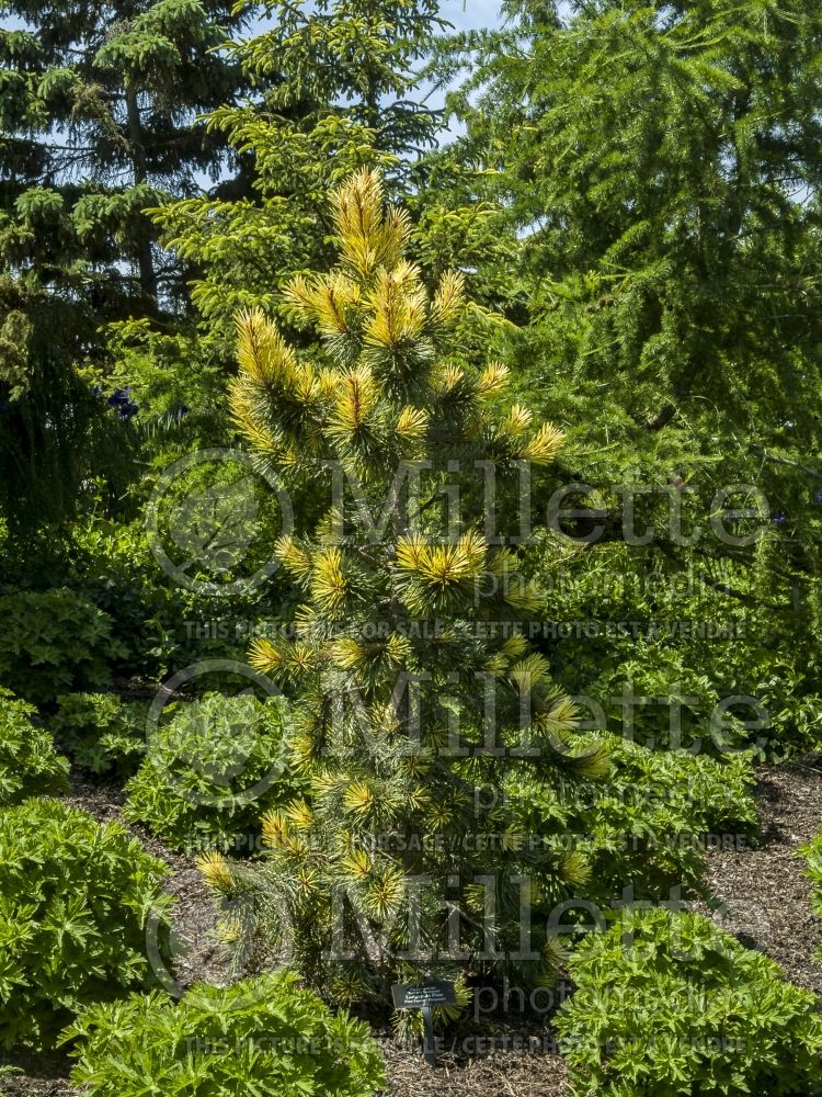 Pinus Taylor's Sunburst (Lodgepole Pine conifer) 4 