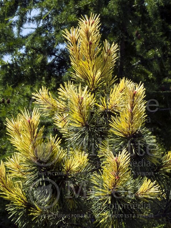 Pinus Taylor's Sunburst (Lodgepole Pine conifer) 5 