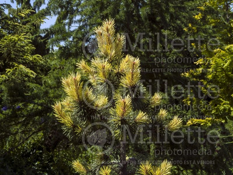 Pinus Taylor's Sunburst (Lodgepole Pine conifer) 6 