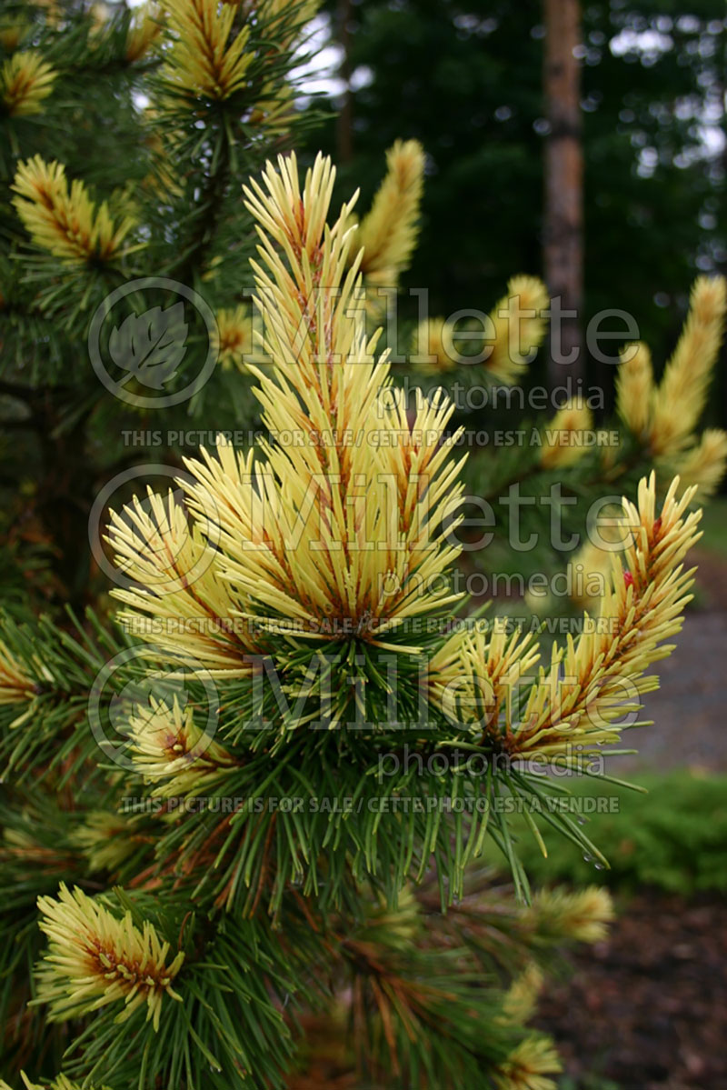 Pinus Taylor's Sunburst (Lodgepole Pine conifer) 2 