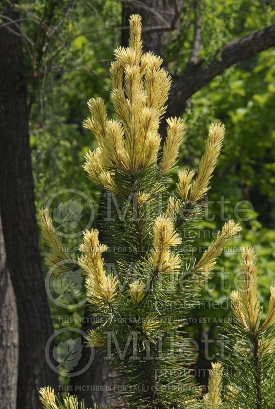 Pinus Taylor's Sunburst (Lodgepole Pine conifer) 3 