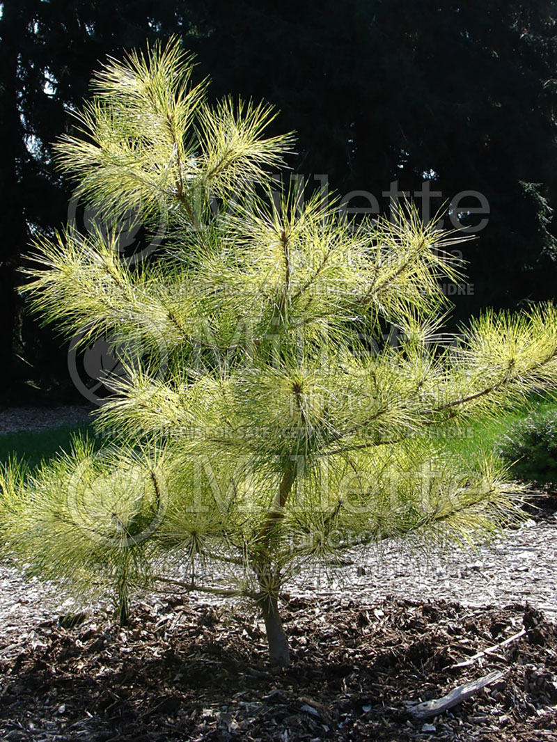 Pinus densiflora Burke's Red Variegated (Pine conifer) 1