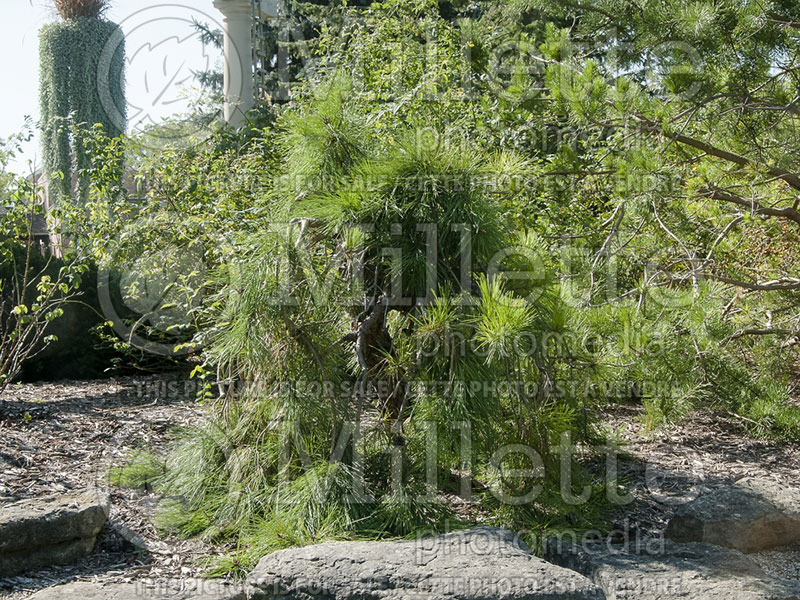 Pinus densiflora Pendula (Pine conifer) 2