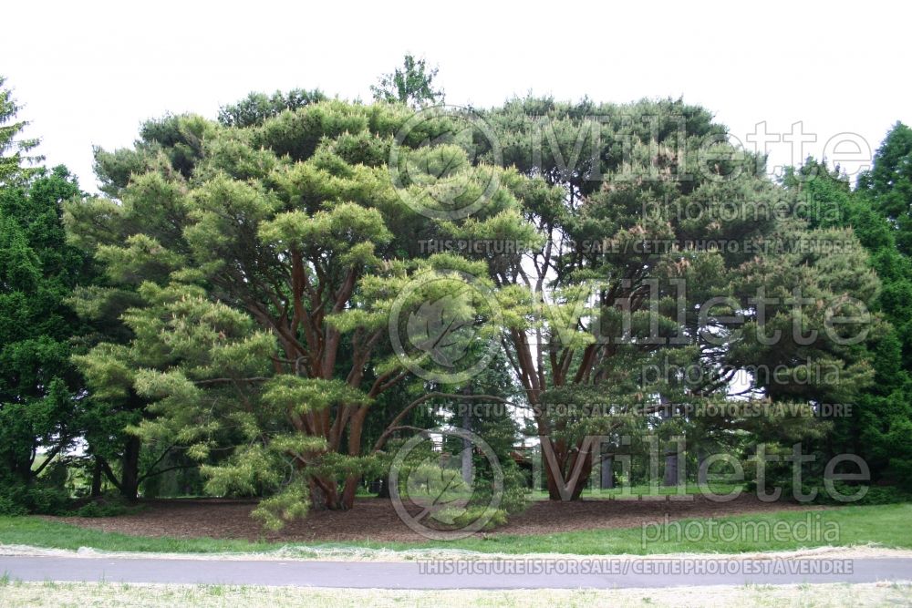 Pinus Umbraculifera aka Tanyosho (Pine conifer) 5