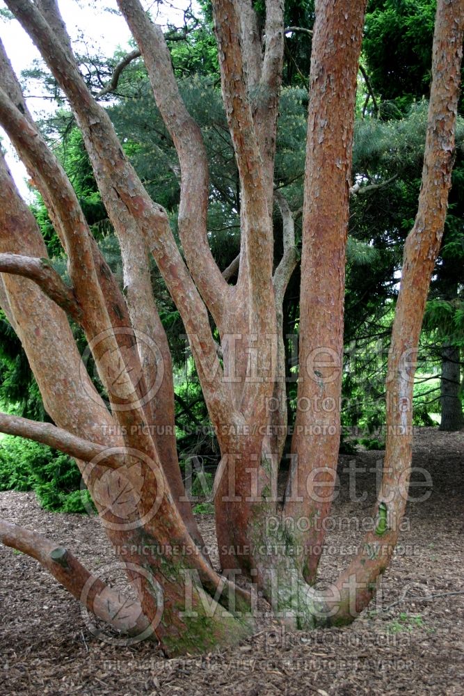 Pinus Umbraculifera aka Tanyosho (Pine conifer) 4