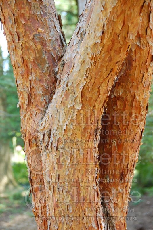 Pinus Umbraculifera aka  tanyosho - Bark (Pine conifer) 1