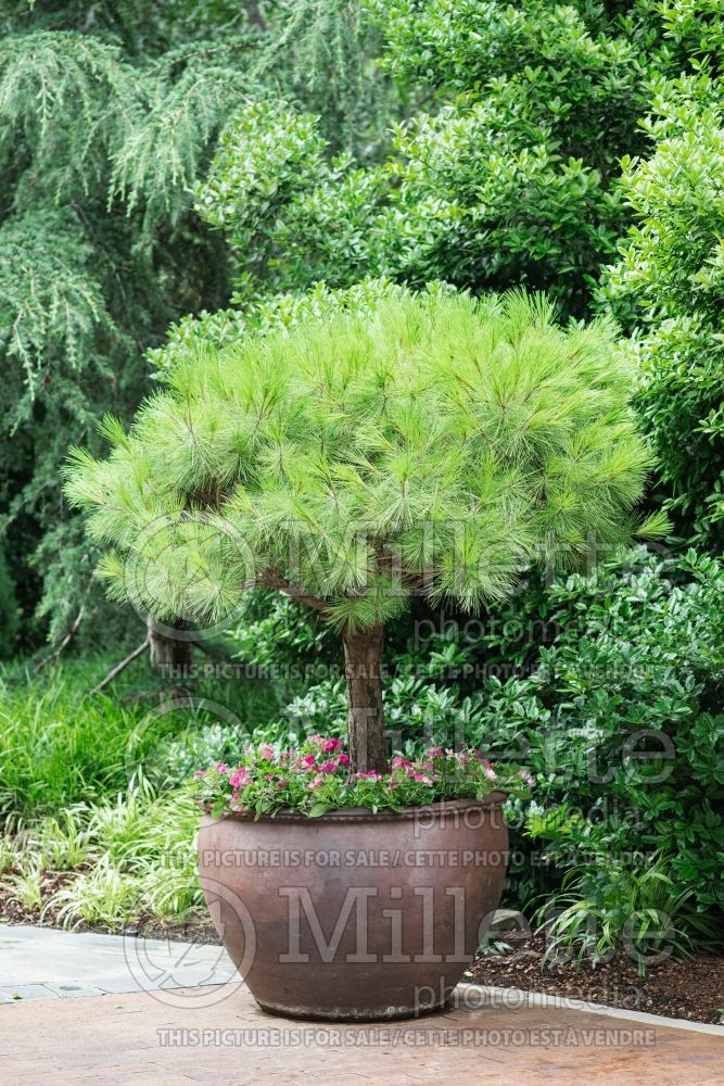 Pinus Umbraculifera Compacta (Pine conifer) 1