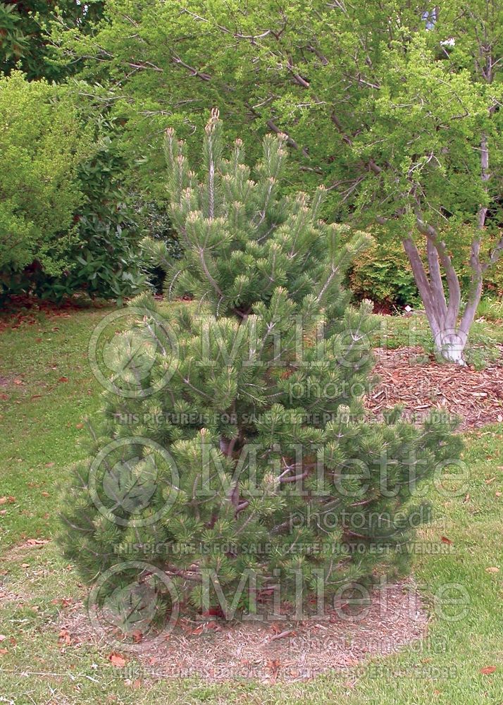 Pinus edulis (Pine Colorado pinyon  conifer) 2