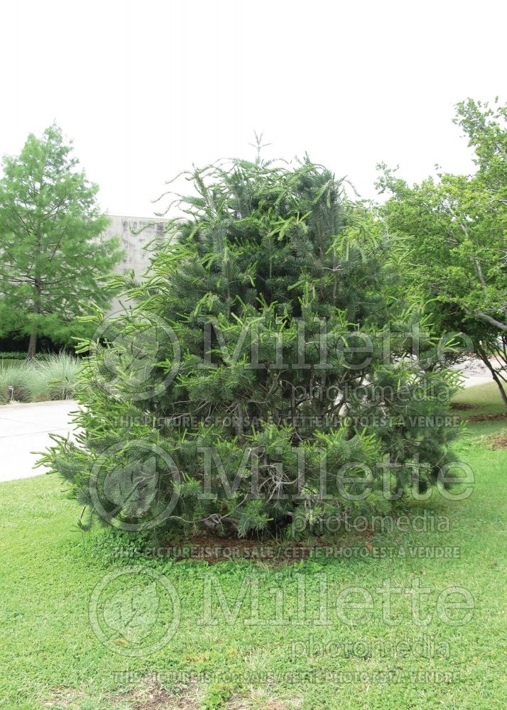Pinus edulis (Pine Colorado pinyon  conifer) 1