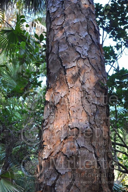 Pinus elliottii - Bark (Pine conifer) 1