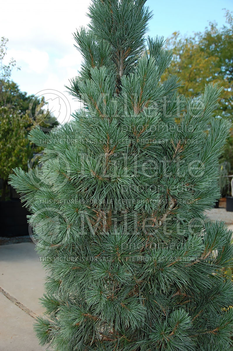 Pinus Cesarini Blue (Limber Pine conifer) 1 