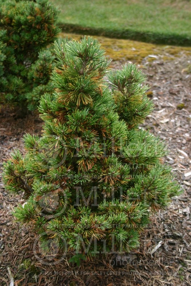 Pinus Elton (Pine conifer - pin) 1 