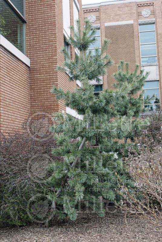 Pinus Extra Blue (Pine conifer) 1