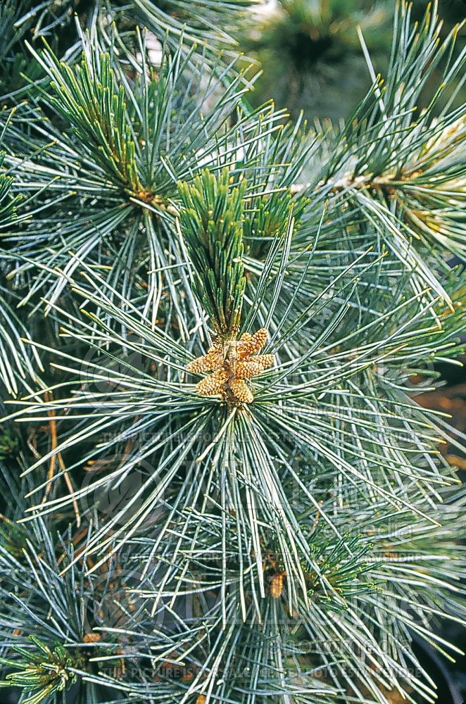 Pinus Extra Blue (Pine conifer) 2