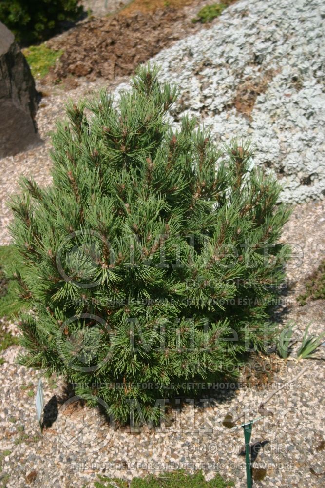 Pinus flexilis (Limber pine conifer) 2 