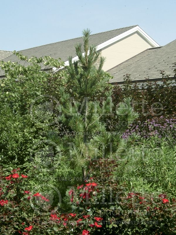 Pinus Vanderwolf's Pyramid (Limber Pine conifer) 3 