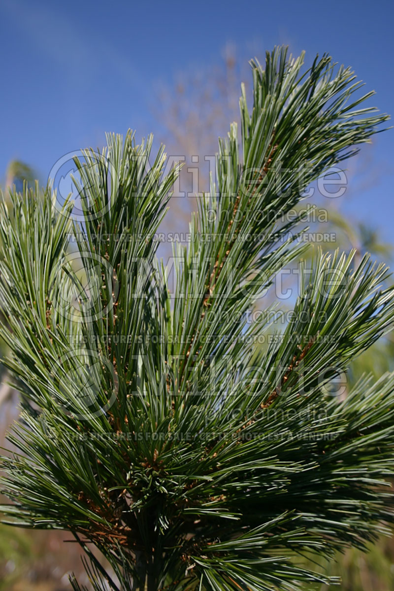 Pinus Vanderwolf's Pyramid (Limber Pine conifer) 1 