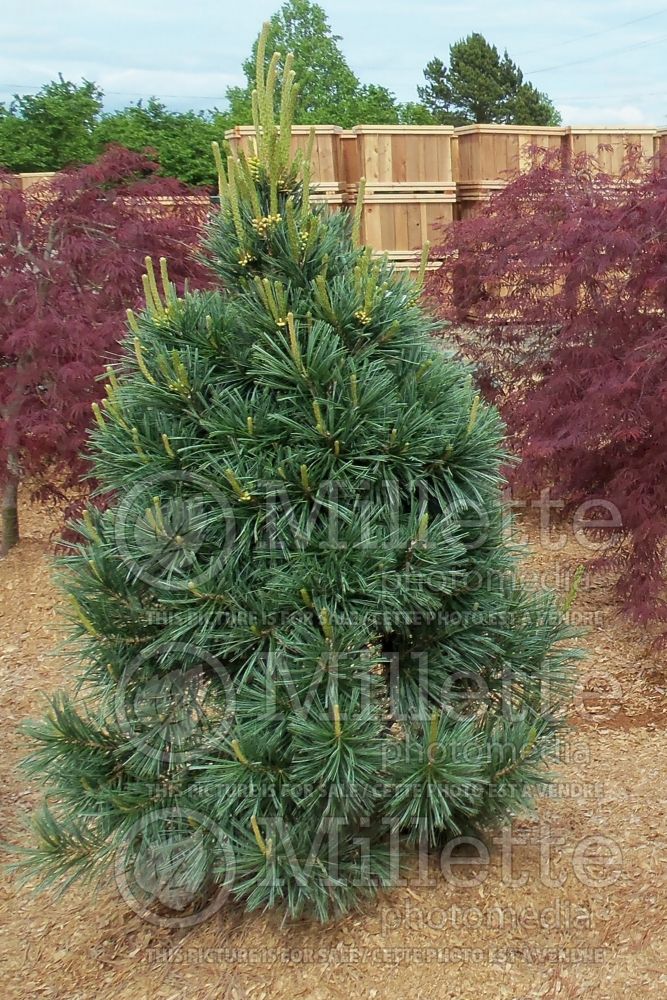 Pinus Vanderwolf's Pyramid (Limber Pine conifer) 5 