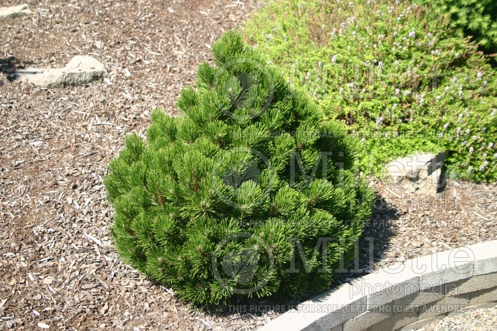 Pinus Banderica (Pine conifer - pin) 1 