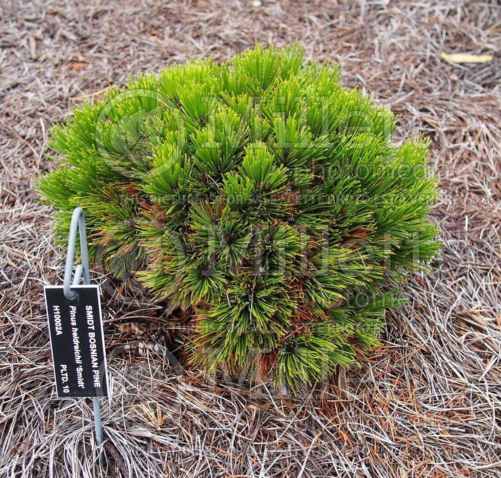 Pinus Smidtii (Pine conifer - pin) 1 