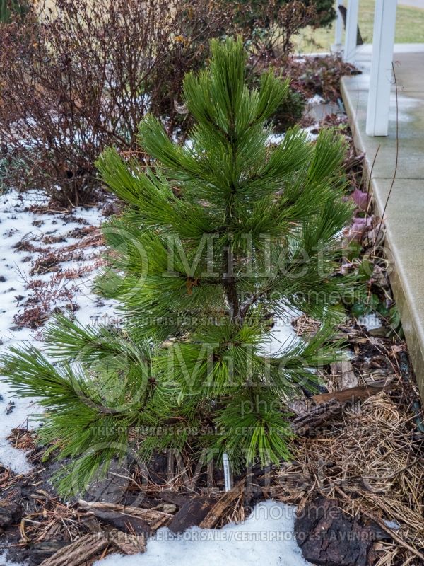 Pinus Compact Gem (Pine conifer) 1