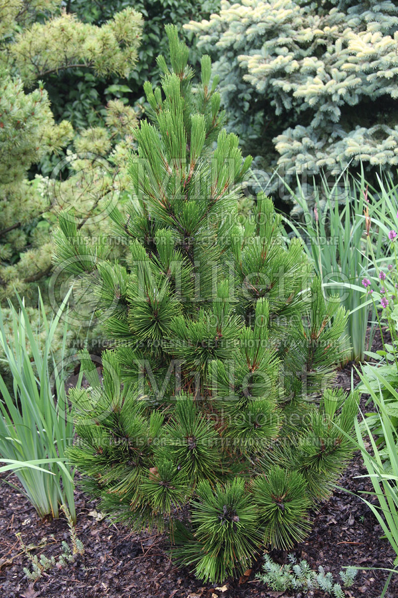 Pinus Emerald Arrow (Bosnian Pine conifer) 1