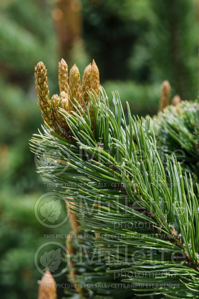 Pinus longaeva (Pine conifer) 1