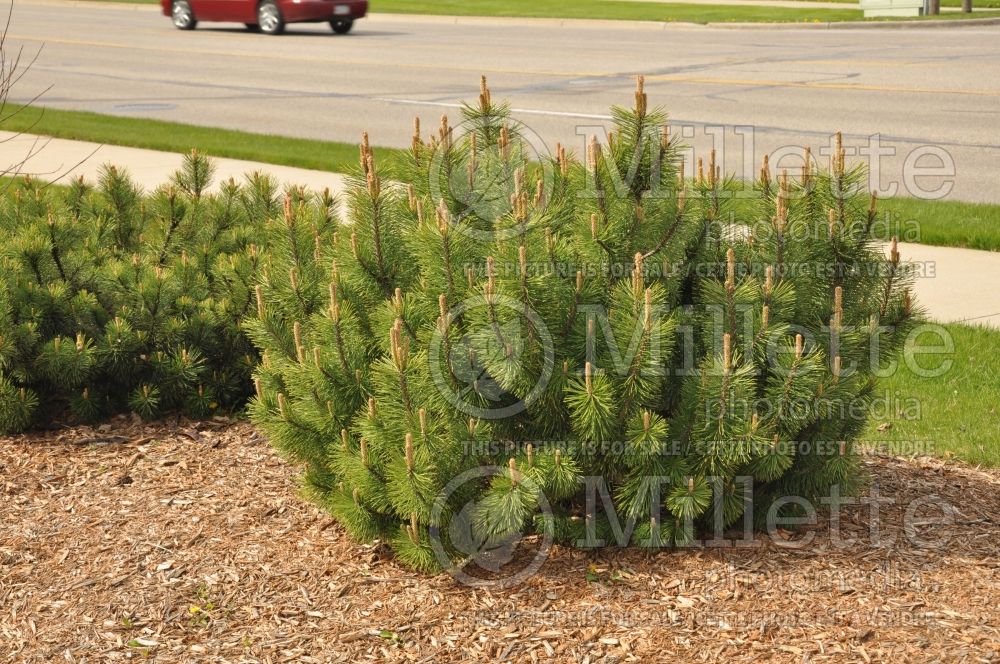 Pinus mugo (Pine conifer) 1