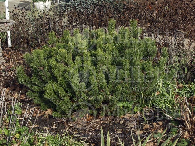 Pinus mugo (Pine conifer) 5