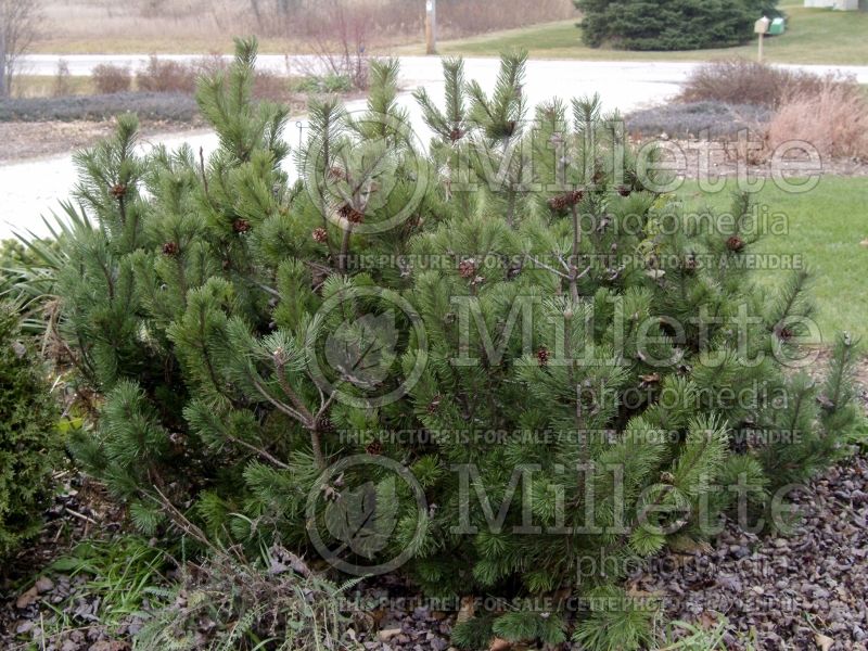 Pinus mugo (Pine conifer) 6