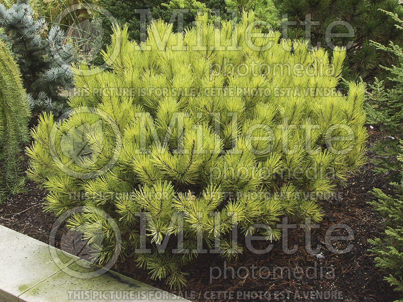 Pinus Aurea (Pine conifer) 1