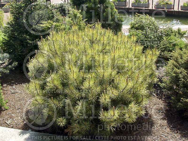 Pinus Aurea (Pine conifer) 3