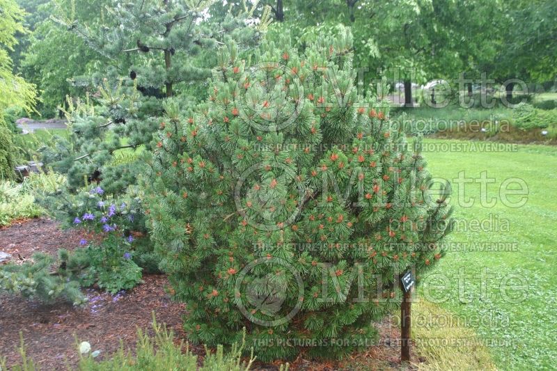 Pinus Big Tuna (Pine conifer) 8