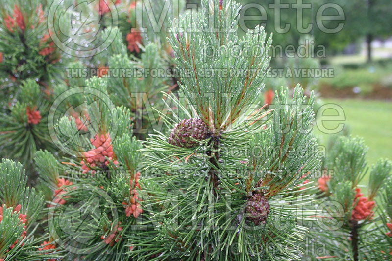 Pinus Big Tuna (Pine conifer) 1