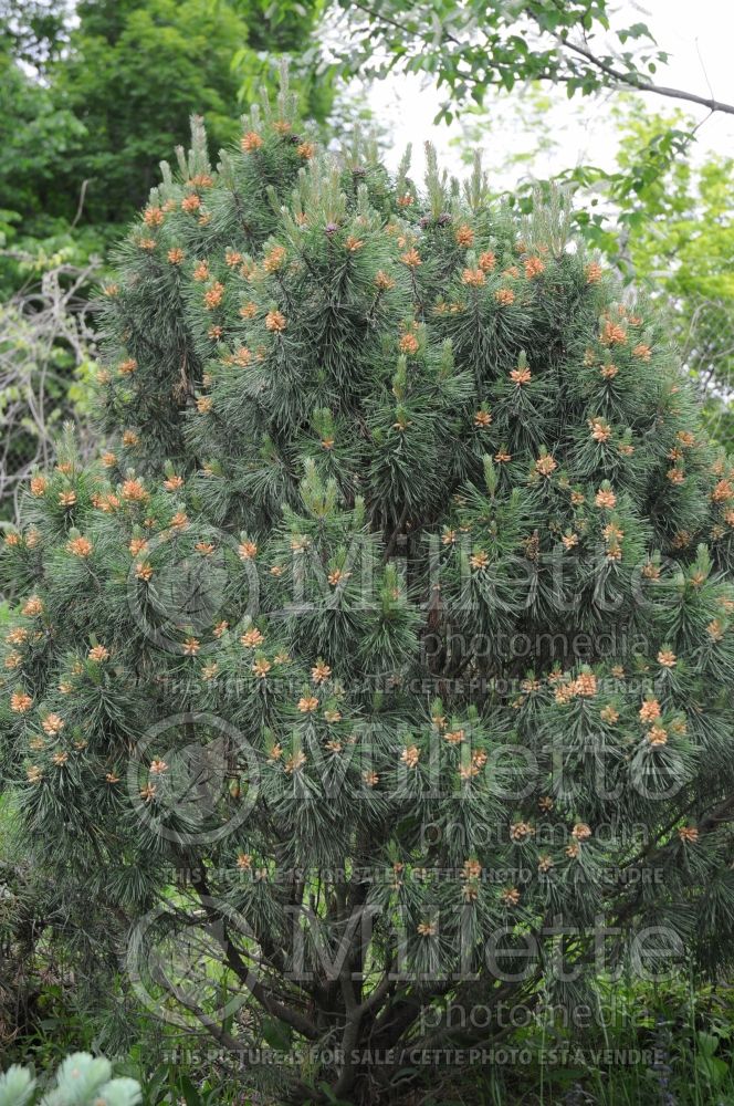 Pinus Big Tuna (Pine conifer) 3