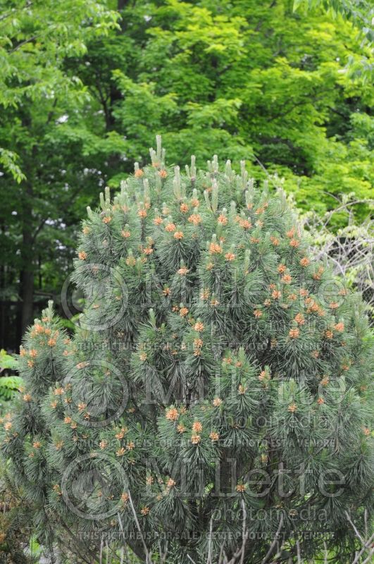 Pinus Big Tuna (Pine conifer) 4