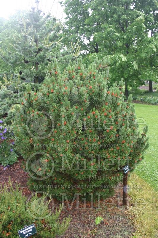 Pinus Big Tuna (Pine conifer) 5